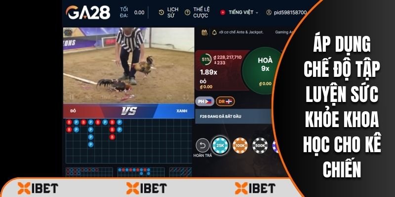 Áp dụng chế độ tập luyện sức khỏe khoa học cho kê chiến