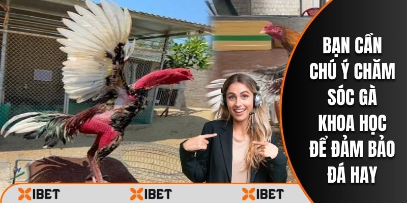 Bạn cần chú ý chăm sóc gà khoa học để đảm bảo đá hay