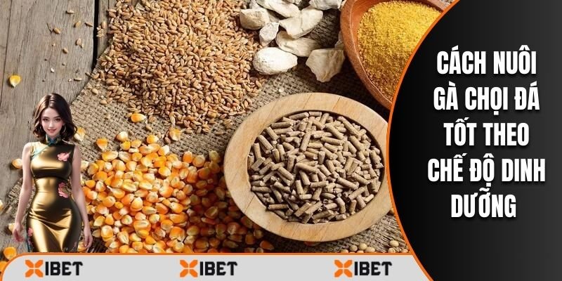 Cách nuôi gà chọi đá tốt theo chế độ dinh dưỡng hiệu quả
