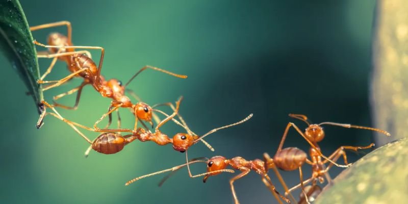 Nằm mơ thấy kiến có tốt không?