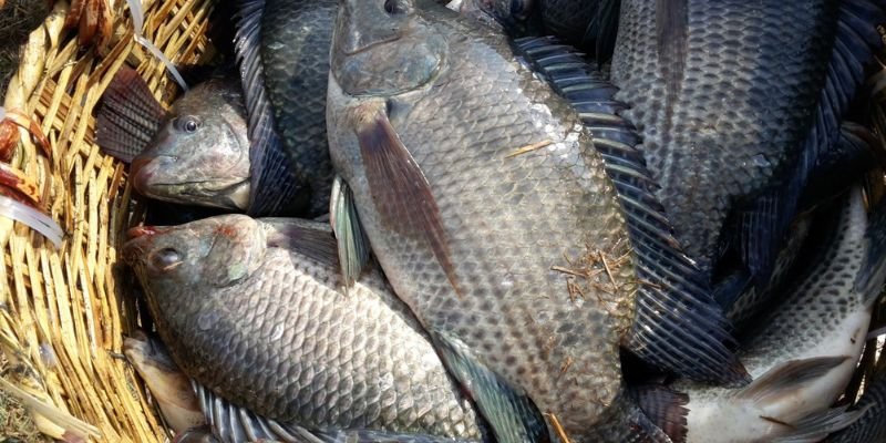 Nằm mơ thấy nhiều cá điềm lành hay xấu?