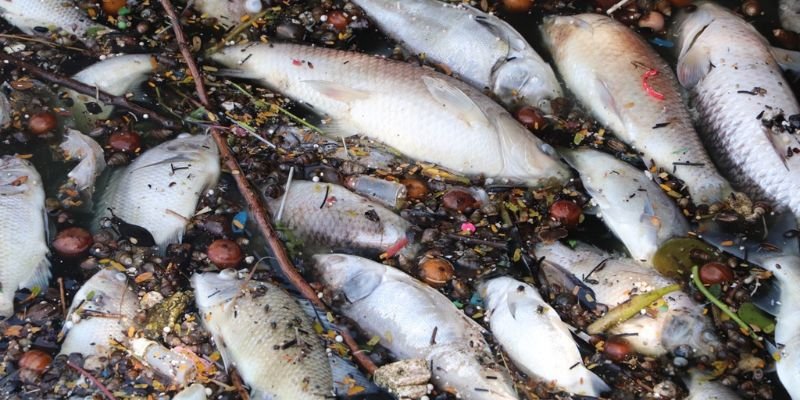 Nằm mơ thấy cá đem lại ý nghĩa gì?